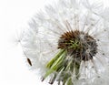 Dandelion Seed Head Against White Background in Studio Lighting Close Up Royalty Free Stock Photo