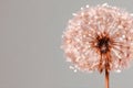 Delicate dandelion seed head against a soft gray background showcasing intricate details Royalty Free Stock Photo
