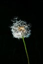 Dandelion seed head with a black background Royalty Free Stock Photo