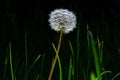 Dandelion seed head with a black background Royalty Free Stock Photo