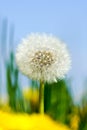 Dandelion seed head or blow ball on blue sky background Royalty Free Stock Photo