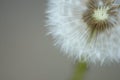 Dandelion seed head