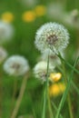 Dandelion seed head clock portrait format blurred grass background Royalty Free Stock Photo
