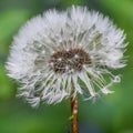 Dandelion Seed Head Close-Up, Make A Wish Royalty Free Stock Photo