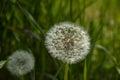 Dandelion seed head Royalty Free Stock Photo