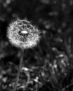 Dandelion seed head closeup in my backyard in Black and White Royalty Free Stock Photo