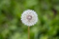 Dandelion seed head Royalty Free Stock Photo