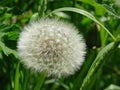 Dandelion seed head in closeup