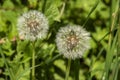 Dandelion seed head Royalty Free Stock Photo