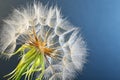 Dandelion seed head with dew drops Royalty Free Stock Photo