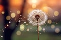 dandelion seed head dispersal with a blurred background