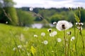 dandelion seed head dispersal in a meadow