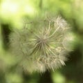 A Dandelion seed head with a blurred background