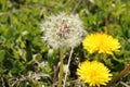 Dandelion Seed Head and Flower Blooms Royalty Free Stock Photo