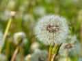 Dandelion seed head or flower during springtime Royalty Free Stock Photo