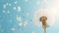 Dandelion seed head with flying seeds on a blue sky background Royalty Free Stock Photo