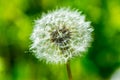 Dandelion Seed Head In Full