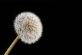 Dandelion seed head isolated on black background Royalty Free Stock Photo