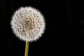 Dandelion seed head isolated on black background Royalty Free Stock Photo