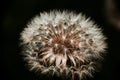 Dandelion seed and its feathery pappas on dark background Royalty Free Stock Photo