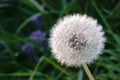 Dandelion Seed Head Royalty Free Stock Photo