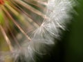 Dandelion seed head Royalty Free Stock Photo