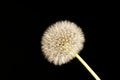 Dandelion seed head Royalty Free Stock Photo