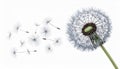 Dandelion Seed Head with Seeds Dispersing in White Background Macro Royalty Free Stock Photo