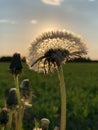 Dandelion seed head in the setting sun in Tartu vald, Tartu maakond, Estonia, June 2021 Royalty Free Stock Photo