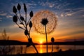 dandelion seed head silhouette against sunset sky