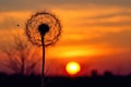 dandelion seed head silhouette against sunset sky Royalty Free Stock Photo