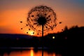 dandelion seed head silhouette against sunset sky