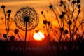 dandelion seed head silhouette during sunset Royalty Free Stock Photo