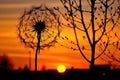 dandelion seed head silhouette during sunset Royalty Free Stock Photo