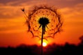 dandelion seed head silhouette during sunset Royalty Free Stock Photo