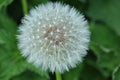 Dandelion seed head single bloom