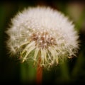 Dandelion Seed Head