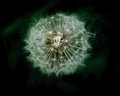 Dandelion seed head