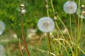 Dandelion seed heads or blowballs on a summer meadow in different stages Royalty Free Stock Photo