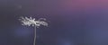 Dandelion seed macro with water drops closed up Royalty Free Stock Photo