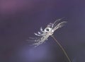 Dandelion seed macro with water drops closed up Royalty Free Stock Photo