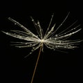 Dandelion seed (macro) Royalty Free Stock Photo