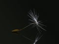 Dandelion seed macro closeup, with reflection. Dark background. Royalty Free Stock Photo