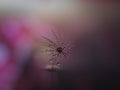 Dandelion seed in macro details on dreamy background th drops of rain Royalty Free Stock Photo