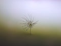 Dandelion seed in macro details with drops of water. Royalty Free Stock Photo