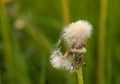 Dandelion Seed Pile-Up