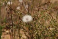 California Park Series - Lake Murray Community Park - Dandelion Puff Flower Royalty Free Stock Photo