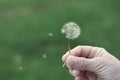 Dandelion Royalty Free Stock Photo