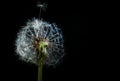 Dandelion Seed Pod - Dramatic Light on Black