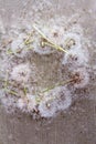 Dandelion seed puffs arranged in a messy wreath Royalty Free Stock Photo